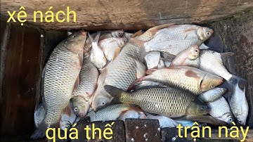 Câu cá sông tiền,một ngày câu cá trúng bầy cá dảnh,chép to ăn lia lịa