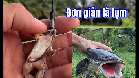 Câu cá lóc | cách móc nhái đơn giản mà hiệu quả | rong chơi miền tây #fishing #lurecaloc #sonrau