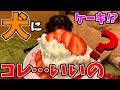 クリスマスだから子犬ダックスにケーキあげてみたら興奮しすぎてわらったｗｗｗ