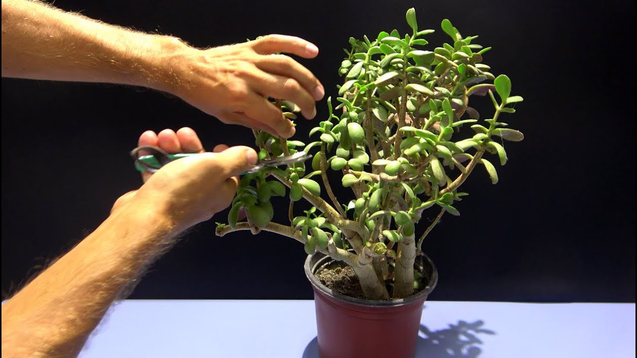 How to restarting, care and grow for jade plant. Very easy method for Money  plant (Crassula ovata)