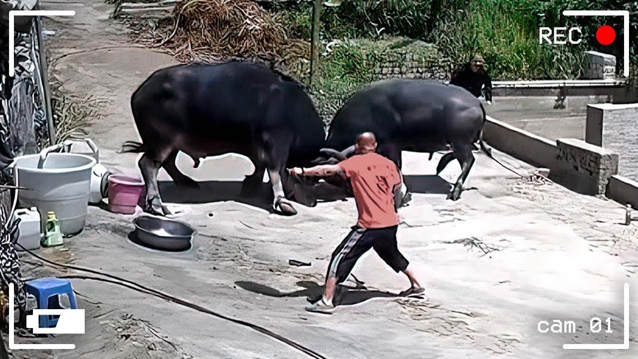 اقوى تجميعه لاغرب الاشياء اللي صورتها الكاميرات بالصدفه