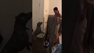 The Most Hilariously Cute Dog