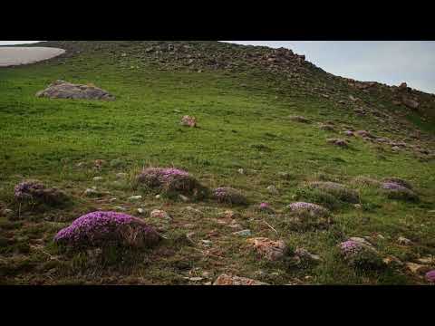 Payîzava/Olema - Gürpınar/Atabinen