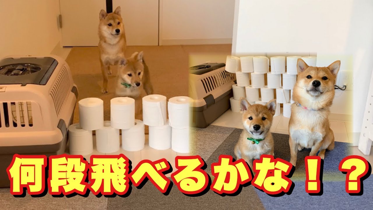 Toilet Paper Challenge! [Mameshiba Siblings] - YouTube