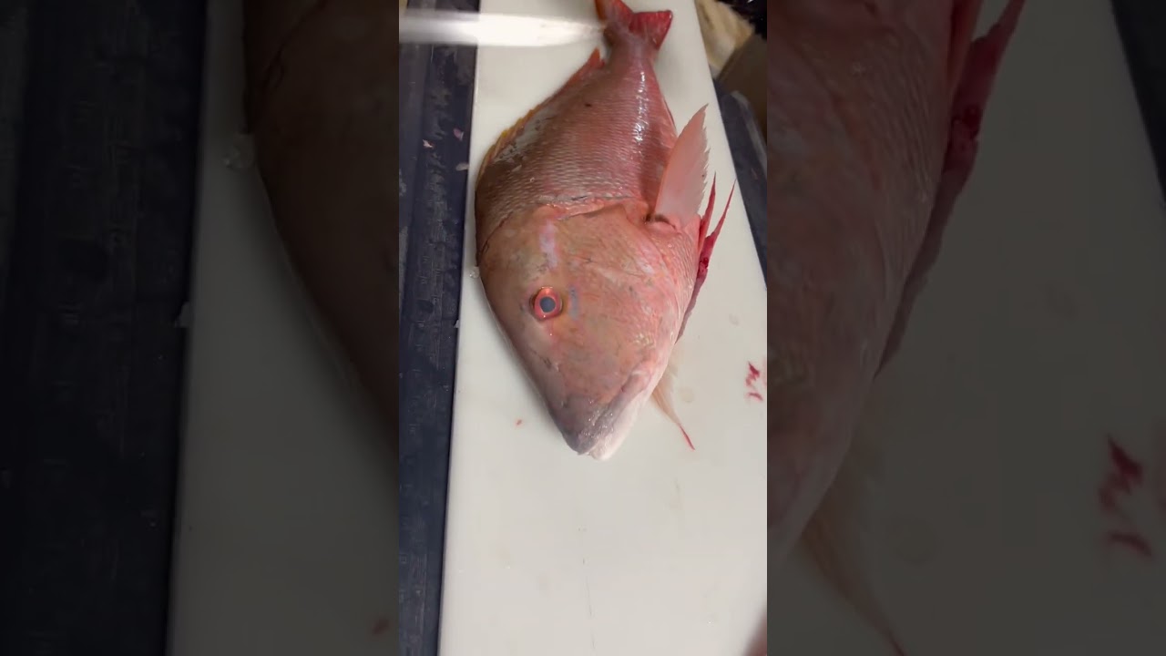 Lutjanus Analis AKA Mutton Snapper 