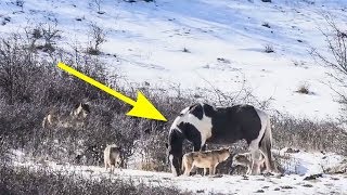 SIX WILD WOLVES TRAPPED THE HORSE BUT THEN IT DID SOMETHING INCREDIBLE