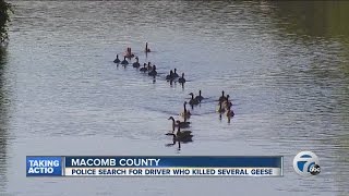 Police search for driver who mowed down geese