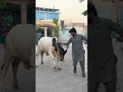 NAME RAKH DIYA JANWAR KA 