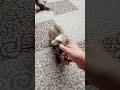 Р РђРќРђР РљРђ рџ рџ рџ Јрџ Јрџ Ј рек Shortvideo Cat Shots Р РёРІРѕС РЅС Рµ СЋРјРѕСЂ мем С РѕРї С СЂРµРЅРґС Р РёР Р С РѕС СѓРІСЂРµРє Р РђРќРђР РљРђ рџ рџ рџ Јрџ Јрџ Ј рек Shortvideo Cat Shots Р РёРІРѕС РЅС Рµ СЋРјРѕСЂ мем С РѕРї С СЂРµРЅРґС Р РёР Р С РѕС СѓРІСЂРµРє