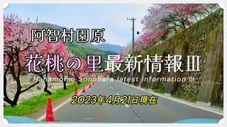 2023 阿智村 園原 花桃の里 最新情報Ⅲ（4月21日現在）