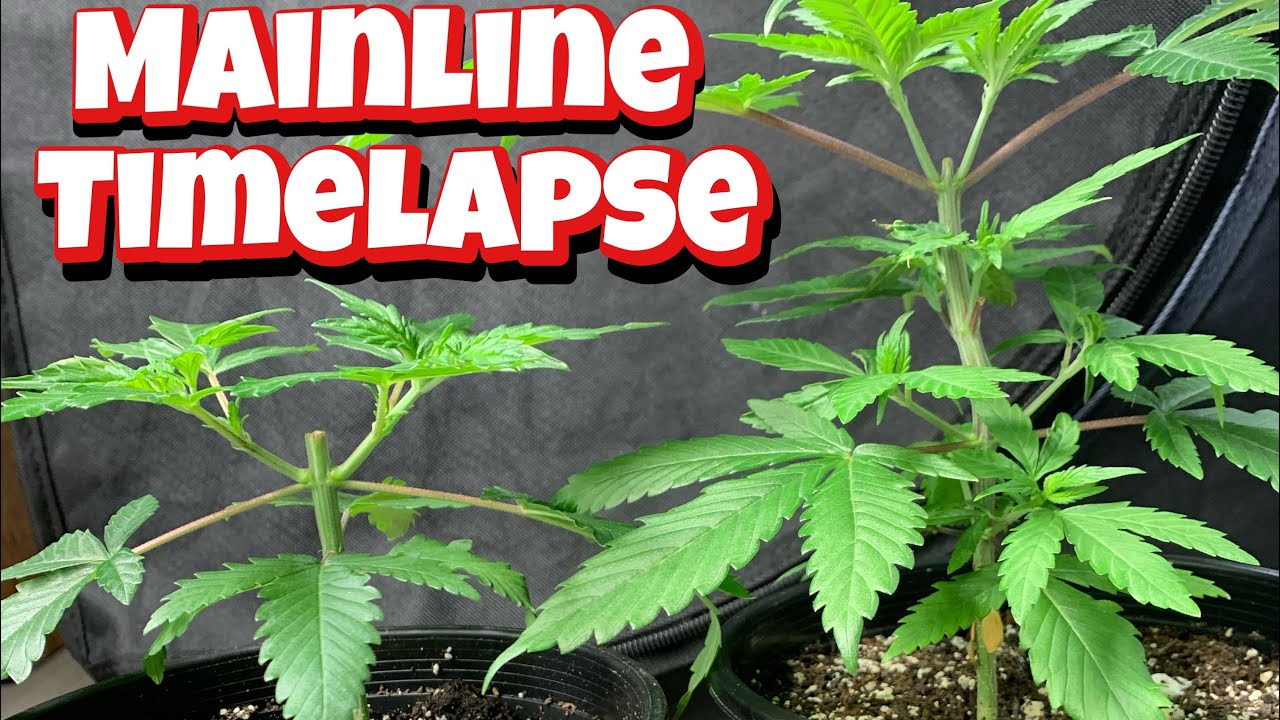MAINLINE  TIMELAPSE HOW TO GROW INDOORS LST & TOPPING