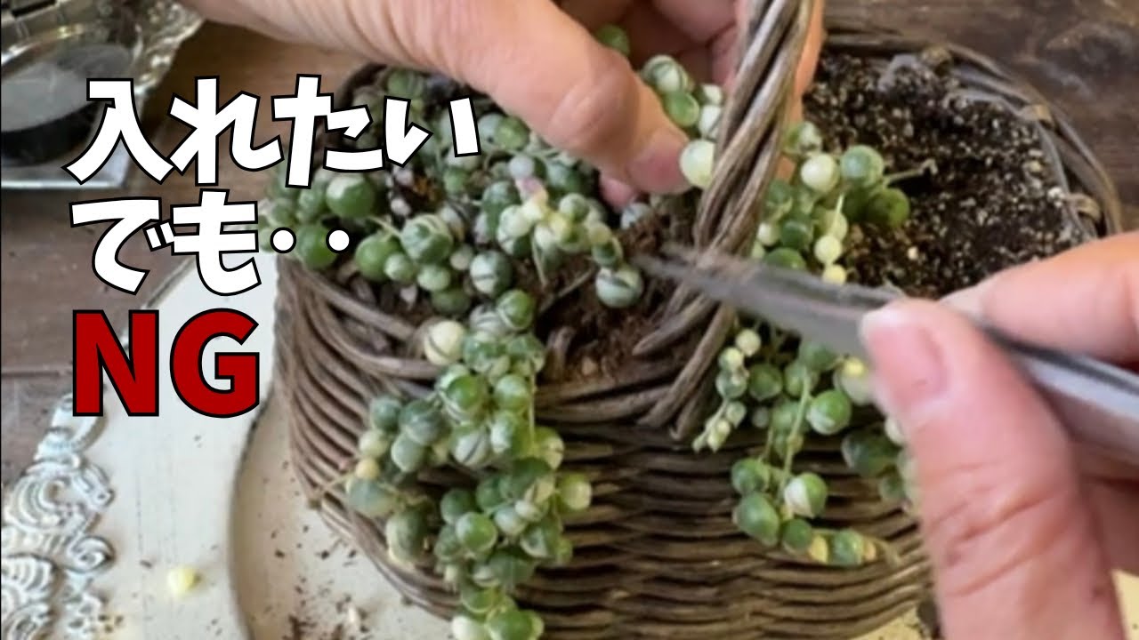 入れたい…でもNG｜グリーンネックレスを入れすぎた時の判断