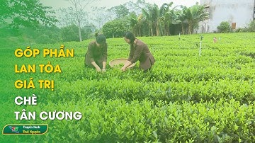 Góp phần lan tỏa giá trị chè Tân Cương | Thái Nguyên TV