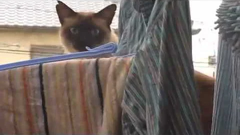 Kitty Corliss "Grinding the Crack"