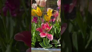 My Garden • Tulip Tour 🌷 #gardentour #tuliptour #tulip #shorts