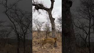 Leopard Stays Safe in Tree While Lion Waits Below