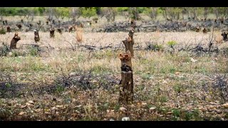 Sécheresse À Espira-De-Lagly Près De Perpignan Des Milliers Darbres Fruitiers Risquent De Mourir