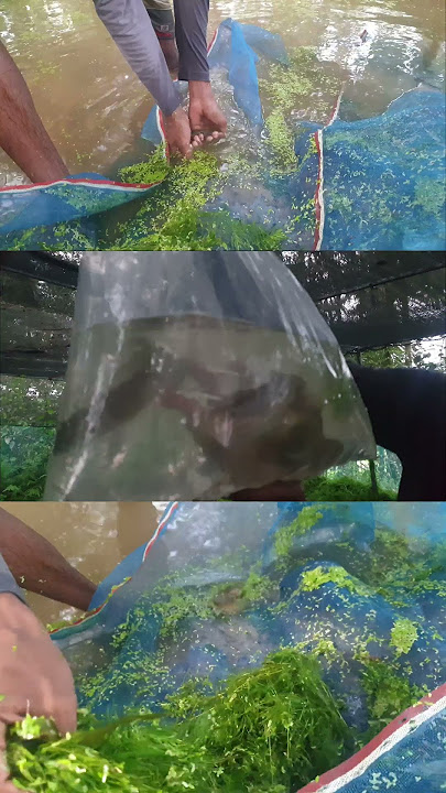 Channa asiatika ws sri lanka breed 🇱🇰 SM WORLD FARM , snakehead fish