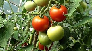 Tomatoes under stress! | MEET Kathryn De Abreu | Heat and drought stress | Plant science