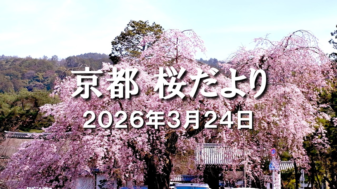 4K] Kyoto Cherry Blossoms 2026: Zen Temples & Pink Canals in Full