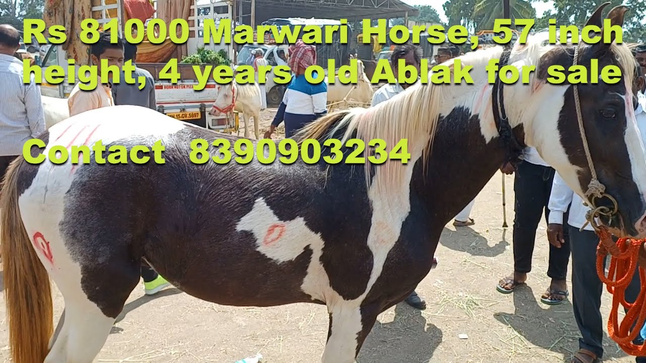 yeola-ghoda-bazaar-4th-oct-2022-dussera-mandi-ablak-for-sale