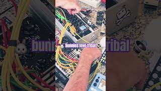 Eurorack Bunnies Love Tribal Jam     eurorack modularsynth electronic tribal jam