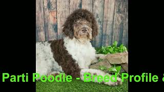 Parti Poodle  Breed Profile & Information  Petdii.com