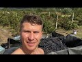 Уборка винограда в Молдове 2018