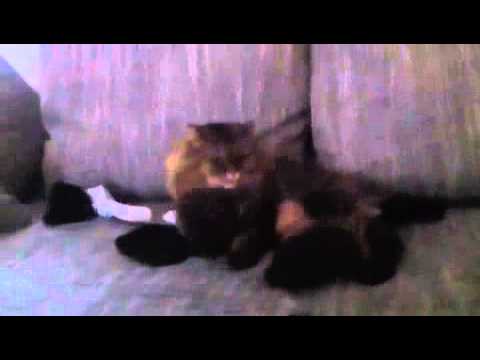 Coole katze
