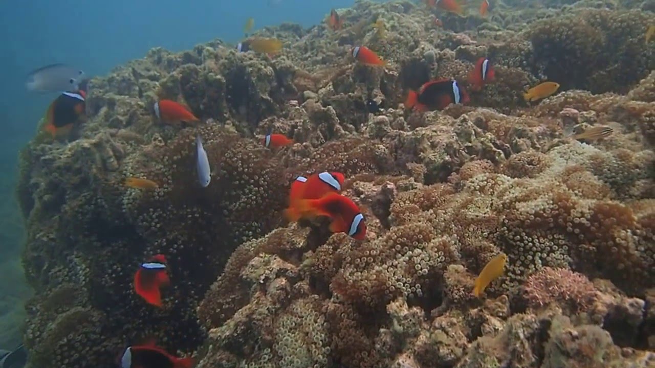 沖縄の海 辺野古 大浦湾の クマノミ城 と広範囲に群生するハマサンゴ群集 沖縄本島で少人数で潜ることが大好きなダイビングショップ 桜海 おうみ