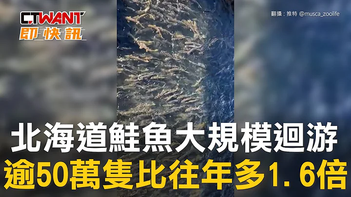 CTWANT 国际新闻 / 北海道鲑鱼大规模回游　逾50万只比往年多1.6倍 - 天天要闻