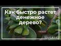 Как быстро растет денежное дерево? | toNature.Info