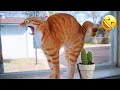 Funniest animals  new funny cats and dogss  part 4