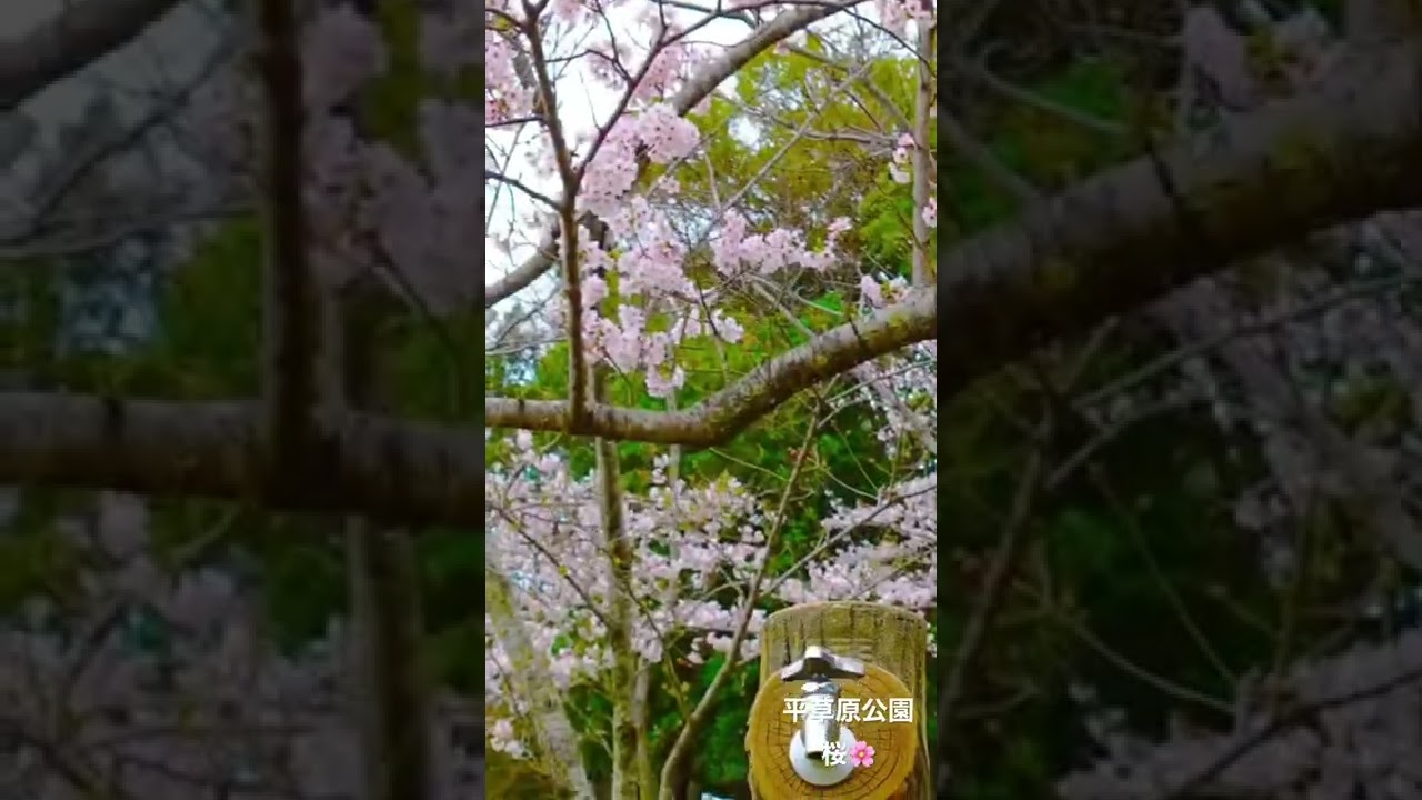南紀白浜 平草原公園桜 Youtube