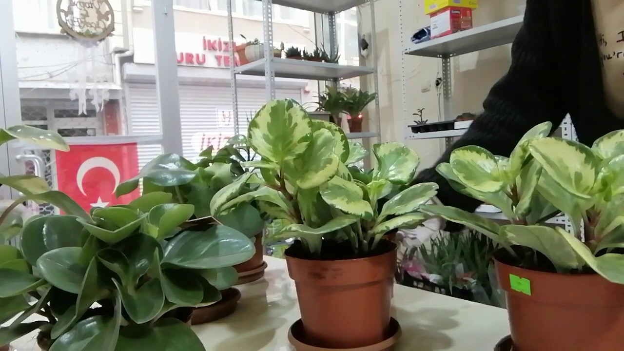 Peperomia bitkisinin türleri,bakımı,sulaması,toprağı nasıl olmalı.