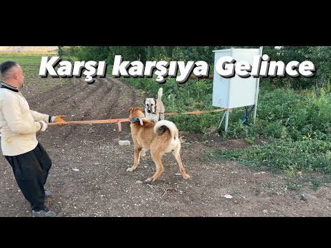 Aslanla Dinoyu Karşı Karşıya Getirdik Aslan Bizi Ne Hala Koydu