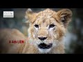 LION RESCUE Ukraine to South Africa