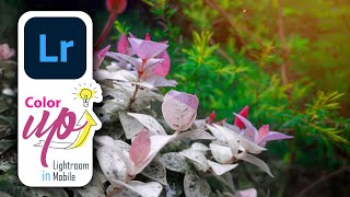 Color UP in Adobe Lightroom Mobile screenshot 1