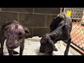 21 Dogs Were Just Pulled From A Heinous Cruelty Case, One Of Them Can Barely Stand... [STORY BELOW]