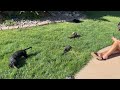 Backyard Fun in the Sun with Luke, Leia, Han & Chewy