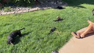 Backyard Fun in the Sun with Luke, Leia, Han & Chewy
