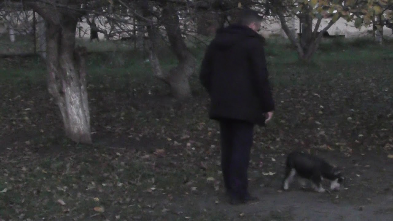 Дрессировка Цвергшнауцера по поиску золота. Урок 7 - YouTube