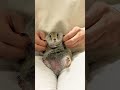 3年前の今日らしい #リチャードソンジリス #ピー助#ペット#動物 #過去