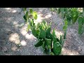 nopal criollo