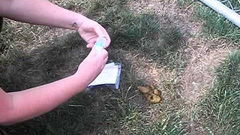 How to collect a stool sample with a fecalizer