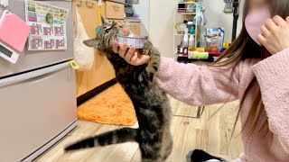 高級猫缶を取り出した瞬間あからさまに態度を豹変させる子猫w