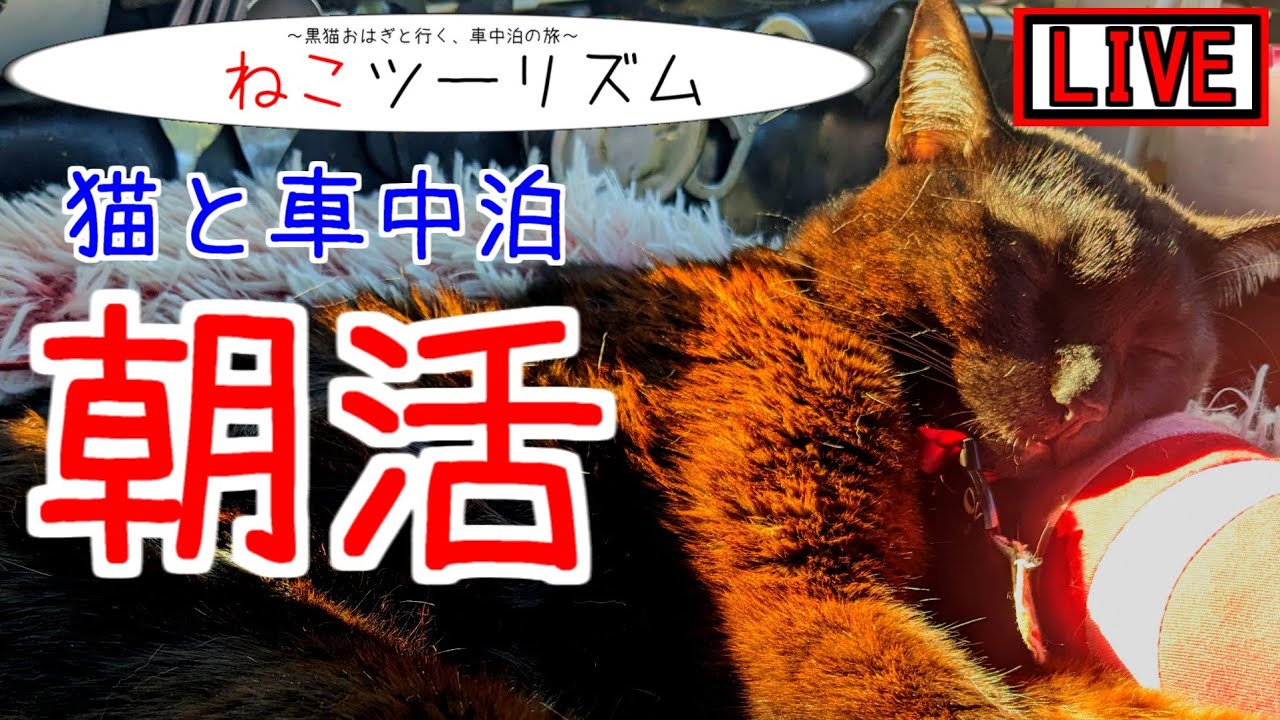 【猫と車中泊】5/10前後まで活動休止【お別れの朝】