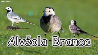 Alvéola-branca (Motacilla alba) - Algarve - Portugal