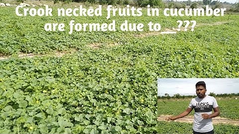 Cucumber🥒#Cucurbits# Cultivation practices#Horticulture #ICAR-JRF/SRF#Mad horti