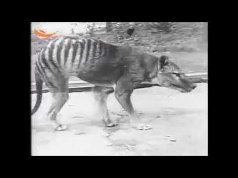 კუნძულ ტასმანიაზე შენიშნეს ზოლებიანი ხორცისმჭამელი მტაცებელი რომელიც 80 წლის წინ გადაშენდა